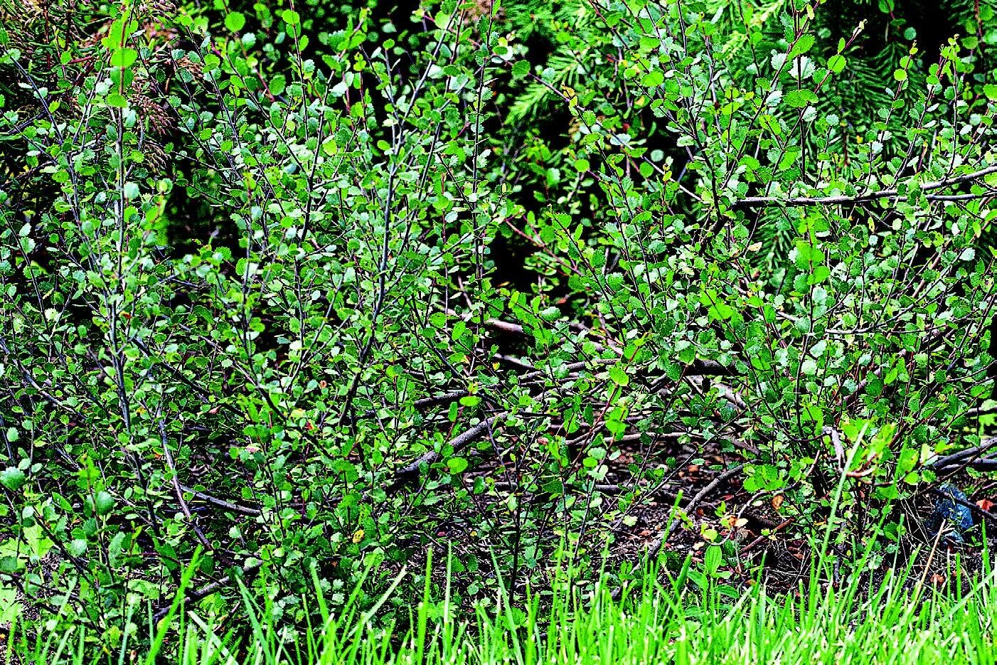 Береза приземистая Betula humilis. Берёза кустарниковая Ерник. Betula pumila. Береза приземистая