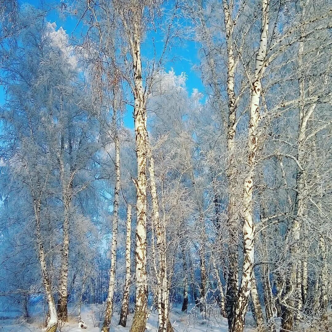 Зимняя Березовая роща. Зимний березовый лес. Зимняя береза. Березовая роща зимой. Хрустальная березка