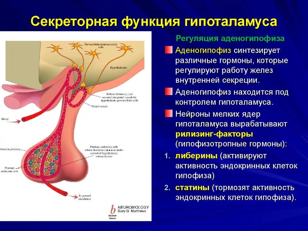 Гипофиз почек. Аденогипофиз гормоны физиология. Секреторные клетки гипофиза. Секреторная функция гипоталамуса. Секреторные Нейроны гипоталамуса.