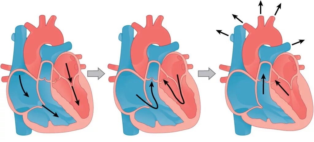 Систолы желудочков сердечного цикла. Систола предсердий систола желудочков и диастола. Цикл сердца систола диастола. Схема систолы и диастолы сердца. Расслабление предсердий и желудочков