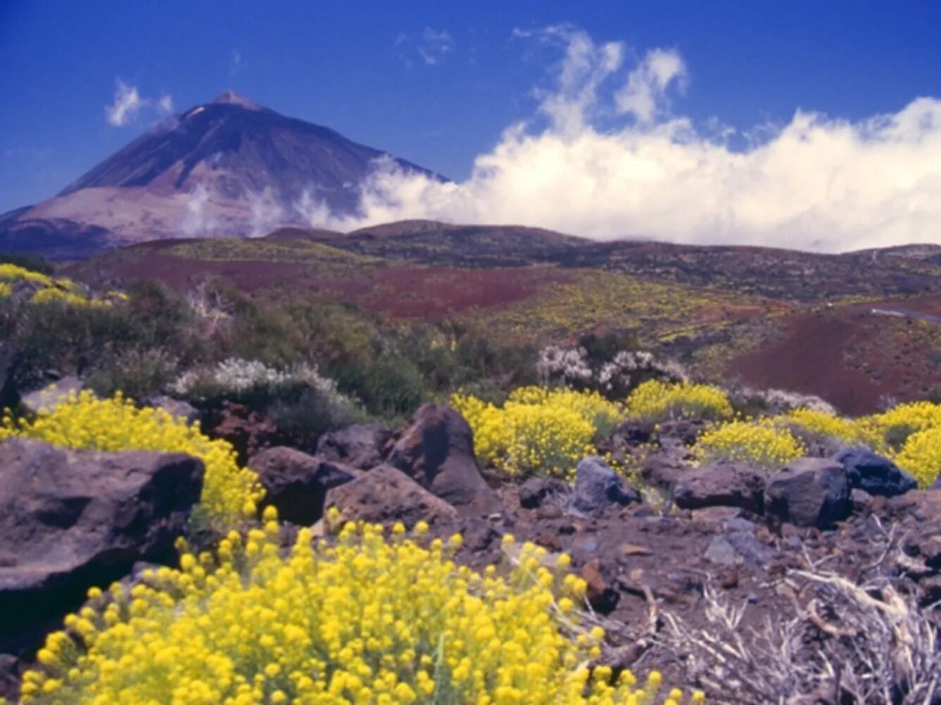 Тенерифе Teide National Park. Тейде цветы. Тенерифе цветы. Тенерифе цветы весной.