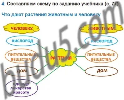 Схема что дают растения животным