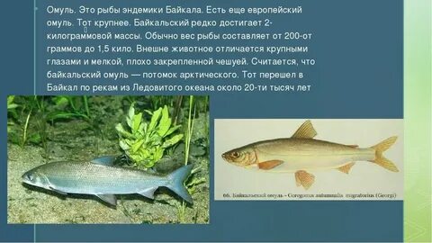 Байкальский омуль среда обитания