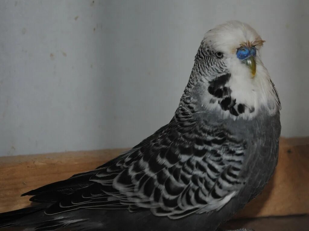 серый волнистый попугайчик. серый попугай волнистик. волнистый попугайчик чех. серый волнистый. антрацитовый волнистый попугай.