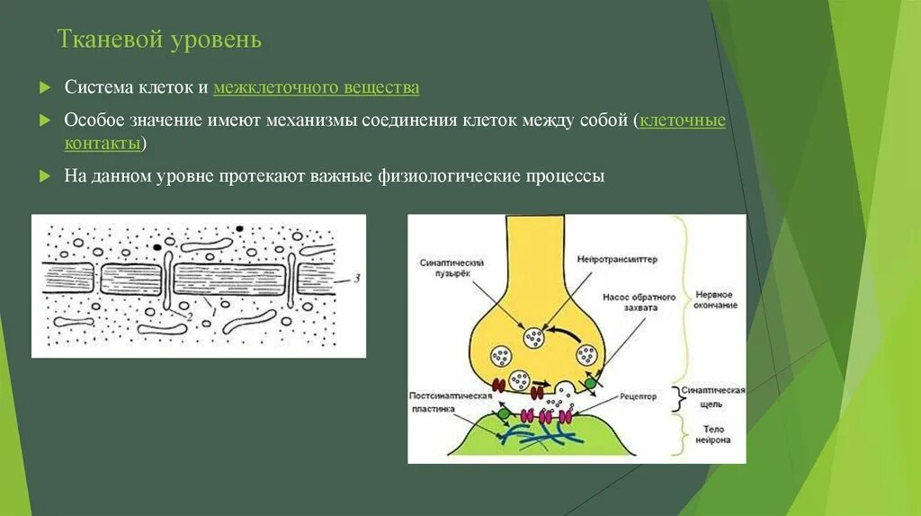 Процессы протекающие на тканевом уровне. Соединение клеток. Клетки между собой соединяются?. Стыки между клетками.