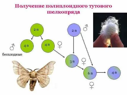 Полиплоидный тутовый шелкопряд