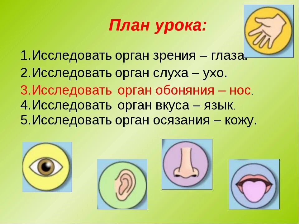 Орган чувств описание. Органы чувств. Название органов чувств. Назовите 5 органов чувств человека.. Органы чувств конспект.