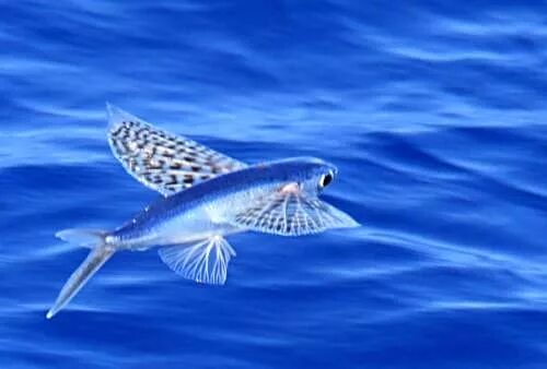 Летучая рыба 2. Летучая рыба. Четырехкрылая летучая рыба. Рыба летун. Летающая рыба.