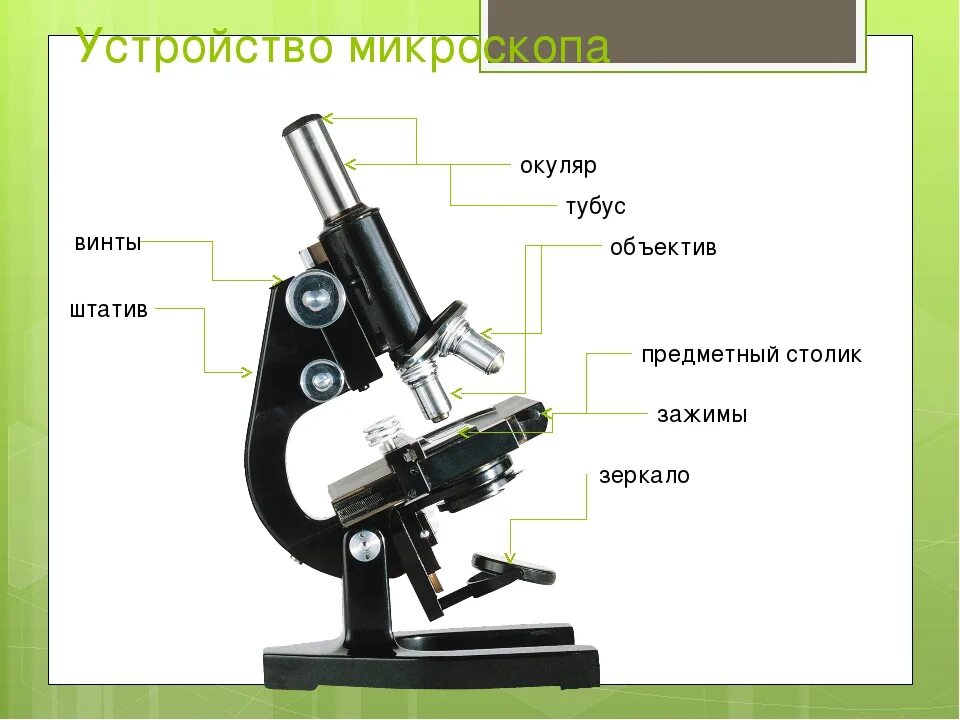 Окошко микроскопа. Биология 5 кл строение микроскопа. штатив микроскопа строение. микроскоп строение окуляр функция. микроскоп части микроскопа биология 5 класс.