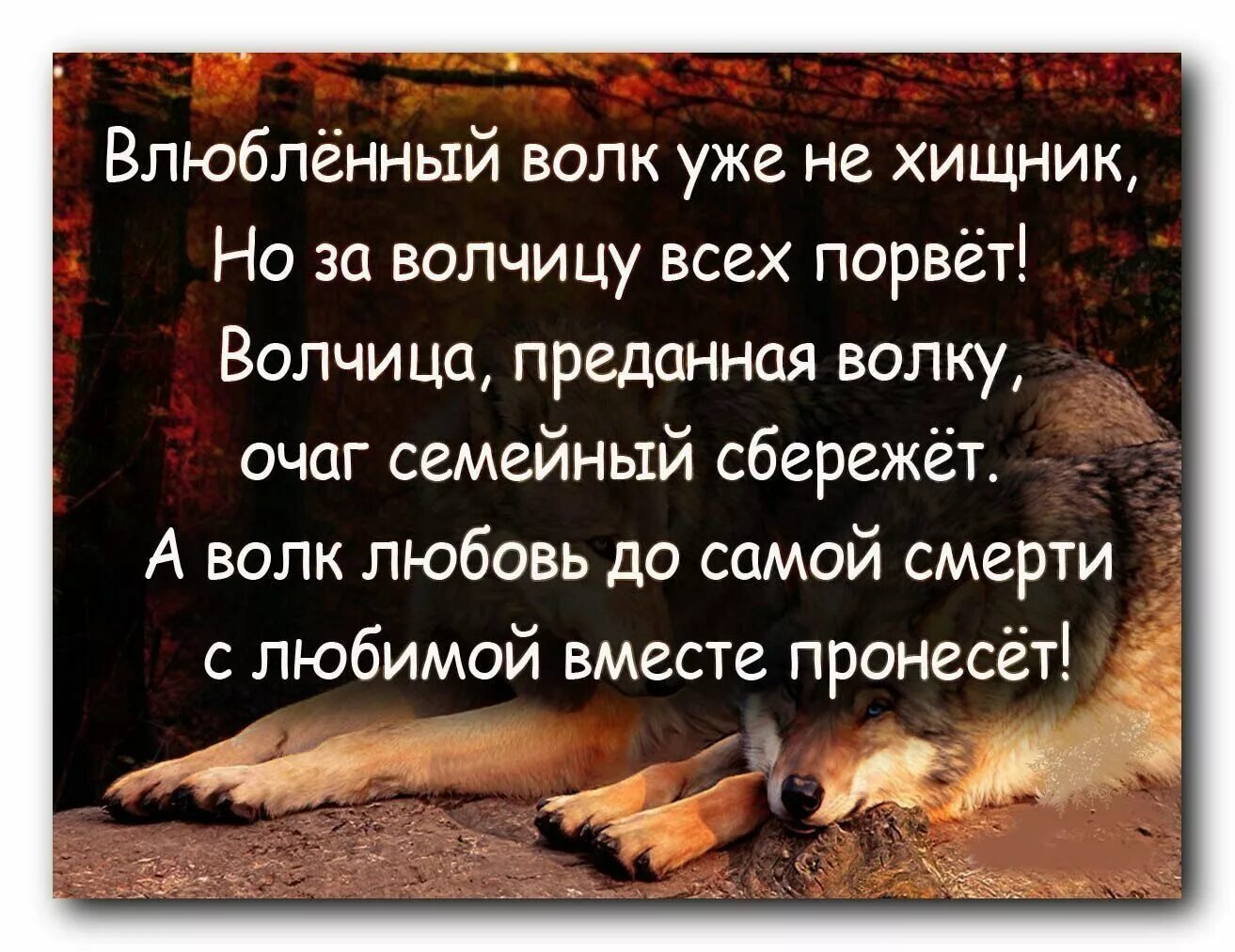 Фразы Волков. Красивое высказывание про Волков. Умные фразы про Волков. Цитаты про Волков со смыслом.