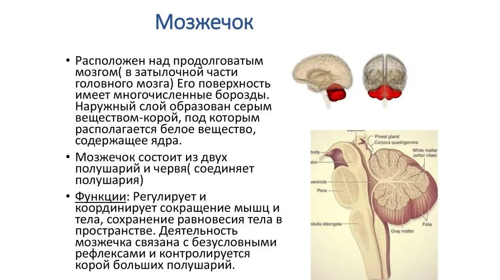 Мозжечок у плода норма. Продолговатый мозг и мозжечок. Мозжечок затылочные доли. Нервная система мозжечок.