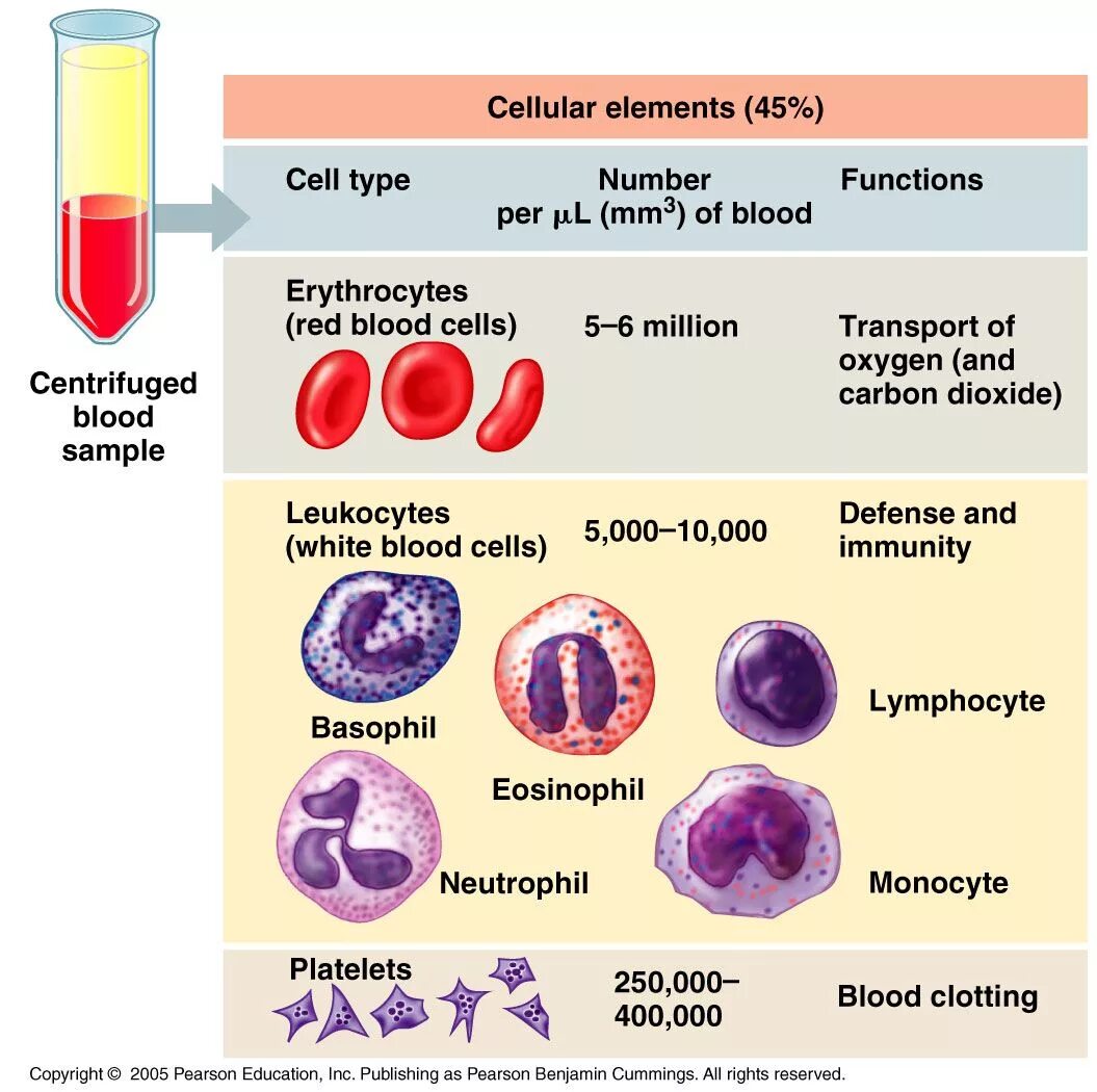 Клетки крови. Blood Cells Types. Blood Cells functions. Functions of Blood.