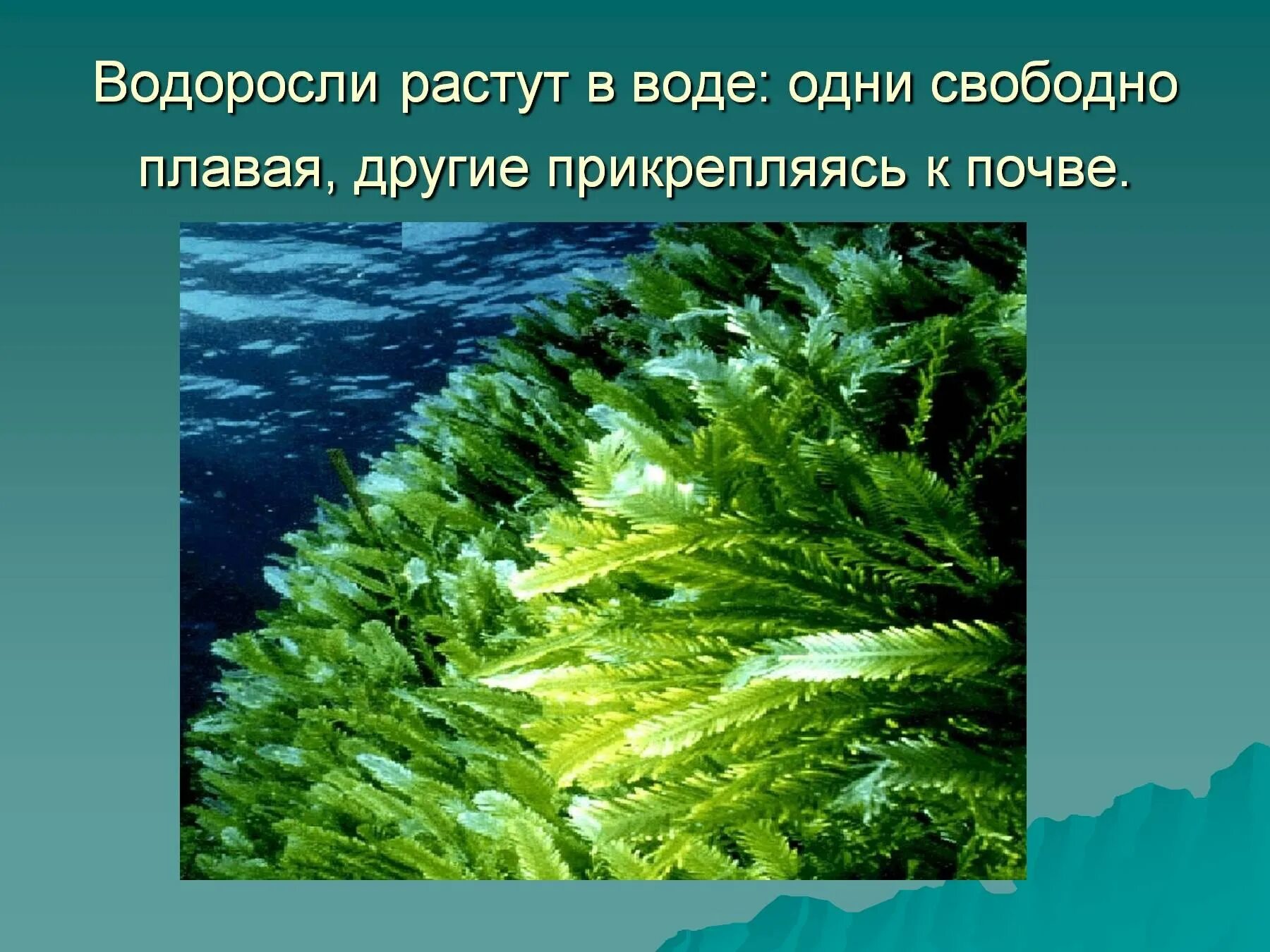 Водоросли осуществляют. Водоросли презентация. Презентация на тему водоросли. Водоросли слайд. Доклад про водоросли.