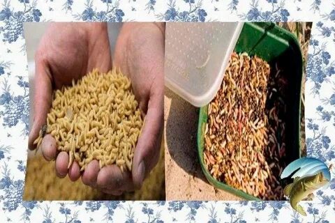 Лучшая приманка леща