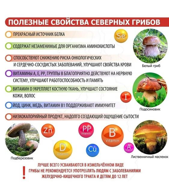 Полезные и вредные грибы для человека. Чем полезны грибы для человека. Грибы польза и вред для здоровья человека. Грибы польза и вред для здоровья человека. Грибы польза и вред для здоровья человека.