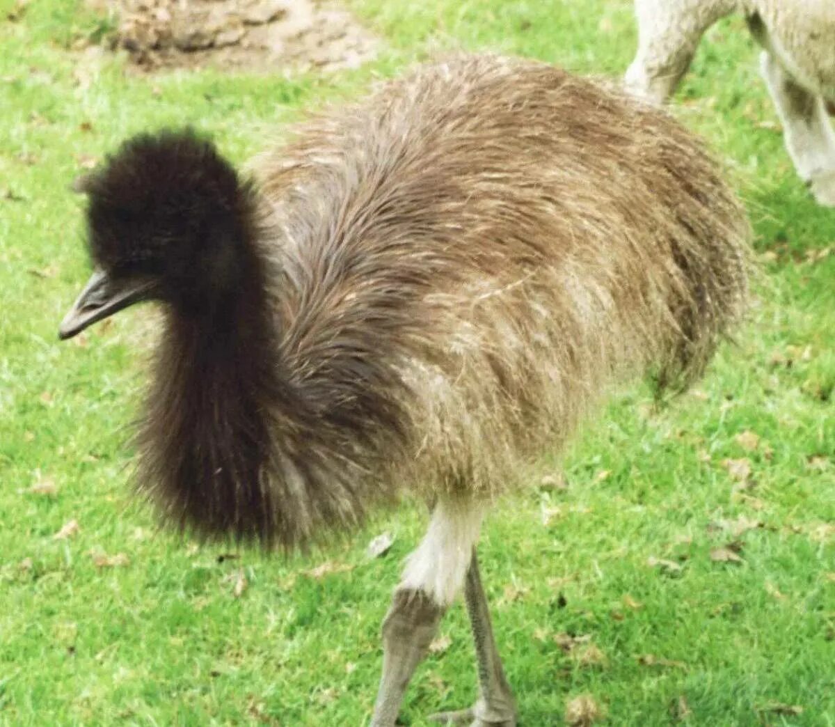 Страус эму в Австралии. Животные Австралии эму. Животные Австралии страус эму. Птица эму в Австралии.