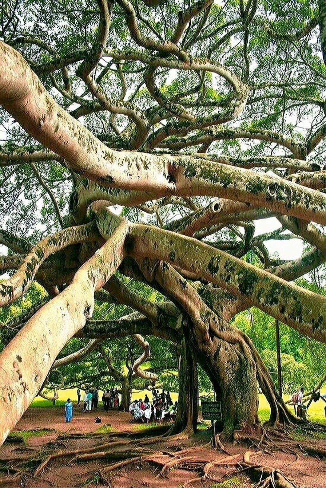 Деревья на шри ланке. Перадения Шри Ланка университет. Дерево бо Шри Ланка. Дерево Бодхи Шри Ланка. Слоновье дерево Шри Ланка.