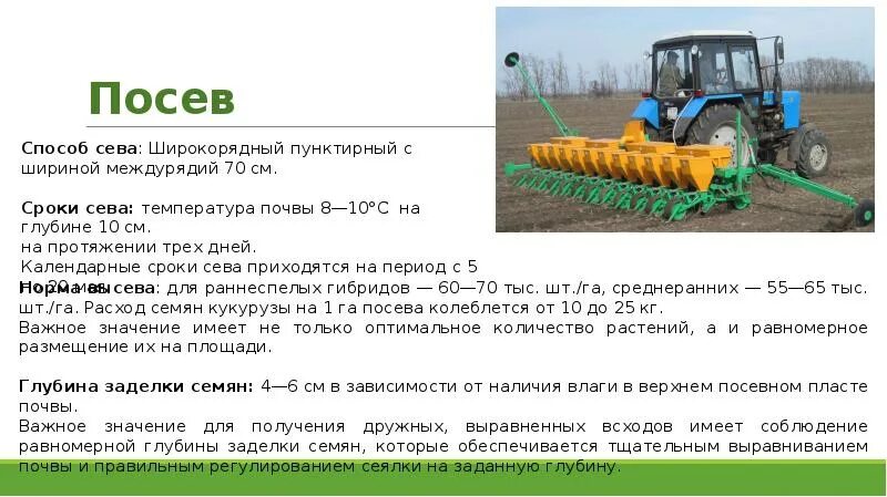Площадь посева кукурузы. Технология возделывания кукурузы. технология возделывания кукурузы презентация. установка нормы высева кукурузы для посева. технология возделывания кукурузы на зерно.