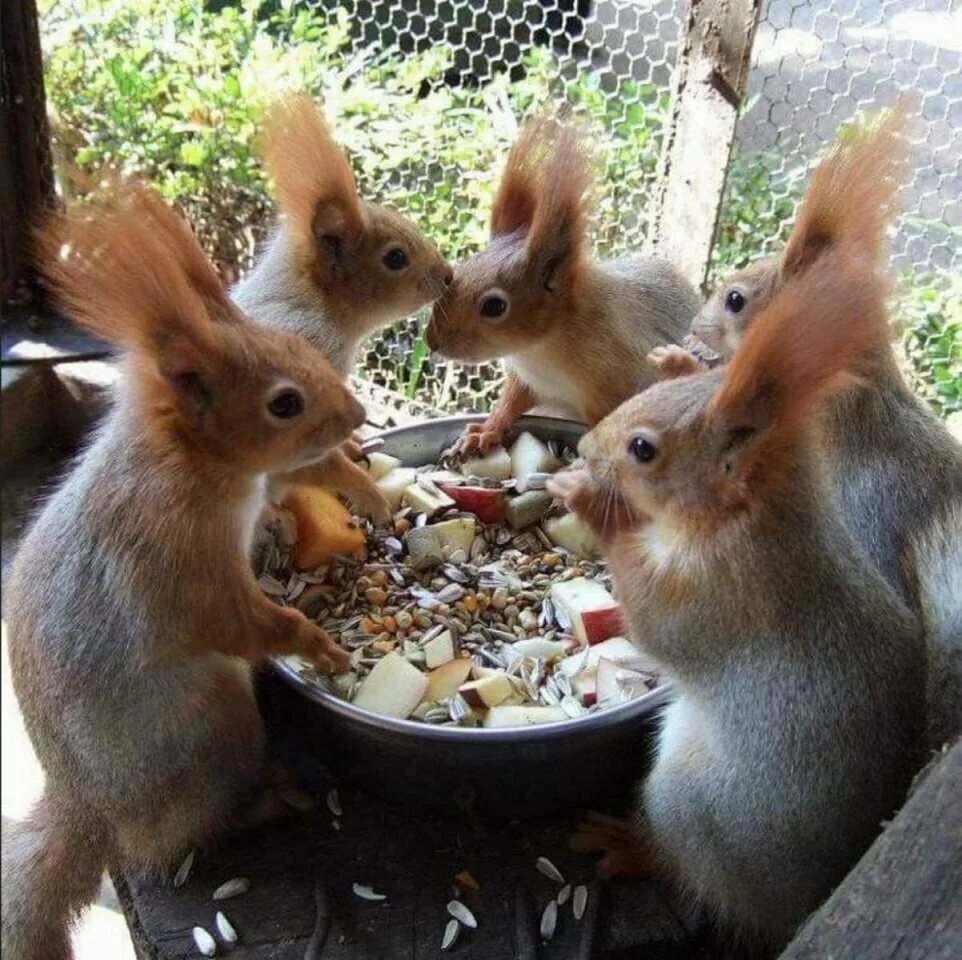 Белочка рисунок. Пятеро бельчат. Бельчата-двойняшки. При выкармливании щенков мама белка дегу может забеременеть. Пятеро бельчат.