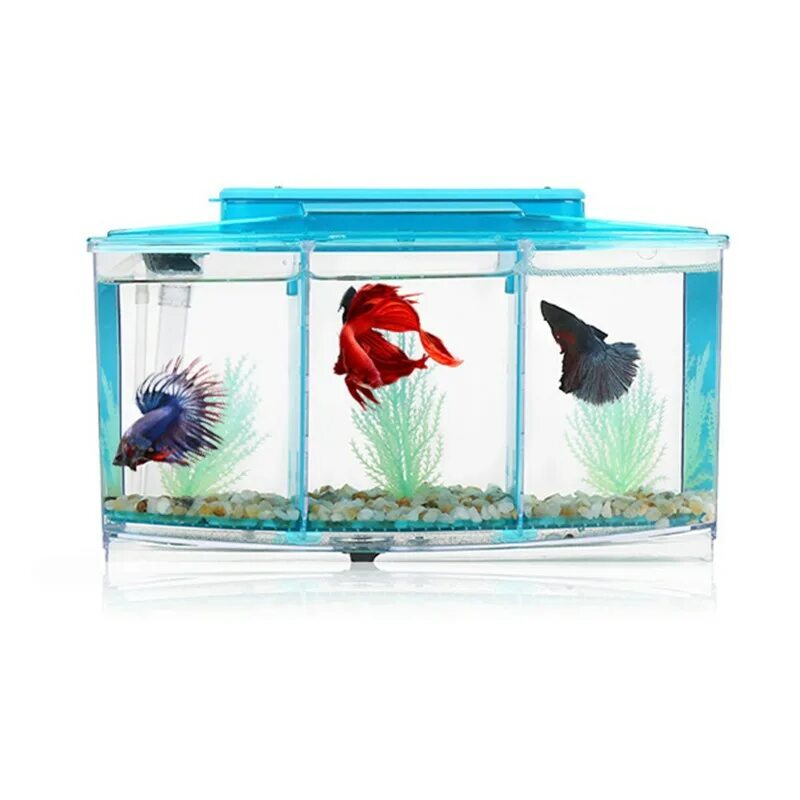 Aqua Box Betta 5,7л. Аквариум Box Betta 1.3. Aqua Box Betta аквариум для петушков 15х15х17 см 3л. Аквариум на 3 литра Aqua Box Betta. Купить рыбок в омске