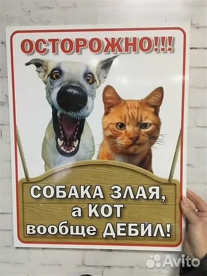 Осторожно злая собака а кот вообще дебил табличка. Злая собака кот дебил. Осторожно злая собака а кот вообще дебил. Осторожно злая собака а кот. А кот вообще дебил.
