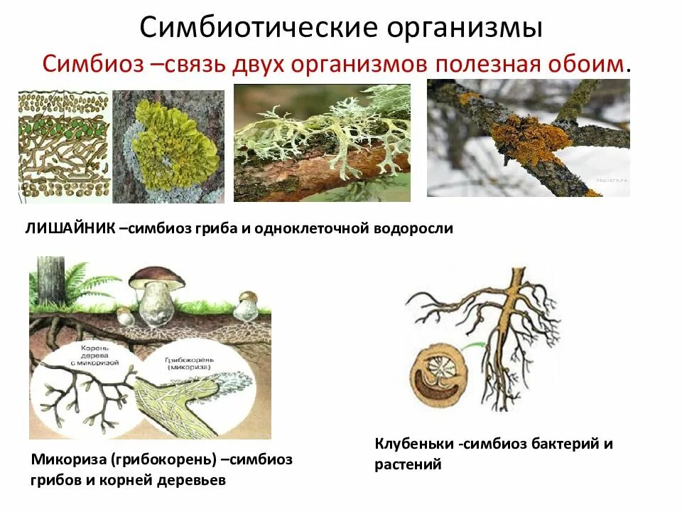 Виды симбиотических организмов