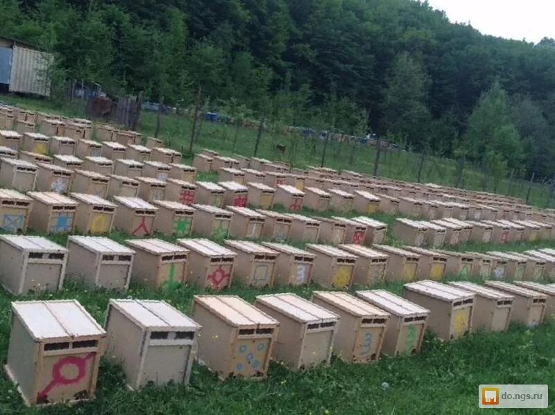 Пчелопакеты. Пакет пчел. Пчелопакет сдвоенный. Пчелопакеты Красногорское. Пчелопакеты 2024 в краснодарском крае купить