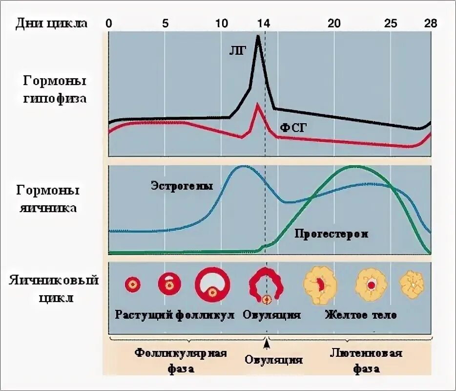 Характеристика 1 фазе менструального цикла. Зависимости от фазы цикла. Фазы менструального цикла и гормоны. Менструальный цикл гормоны схема. Гормональные фазы менструационного цикла.