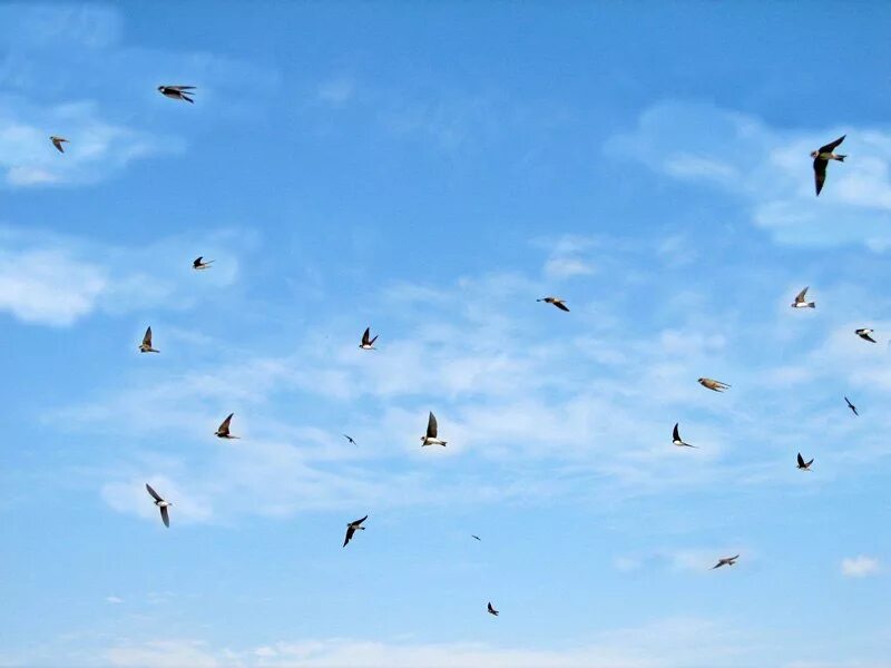 Белые птицы кружат над крышами слушать. Птицы в небе. Стая Стрижей. Стрижи летают. Ласточки в небе.
