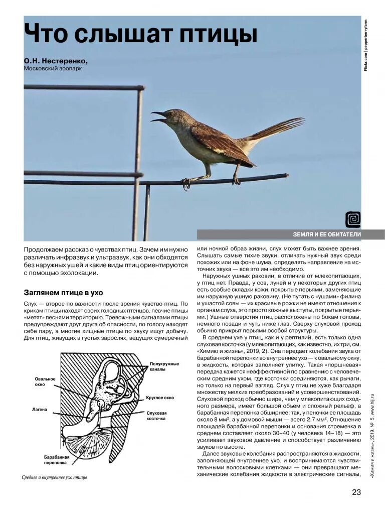 Вы слышали как пели птицы. Слух птиц. Строение уха птиц. Строение среднего уха птицы. У птиц есть уши.