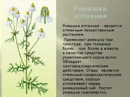 Система ромашки