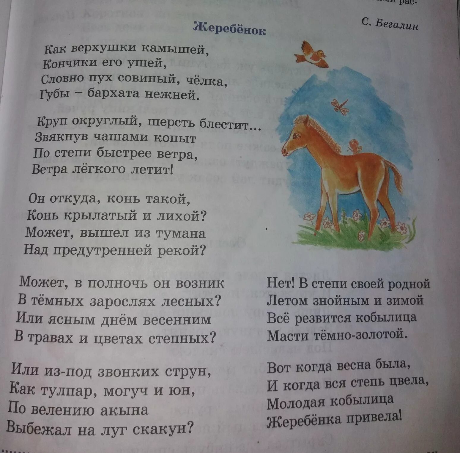 В каких произведениях есть конь. Жеребенок стихотворение. Автор стихотворения жеребёнок. Стихотворение про лошадку. Стих про лошадь для детей.