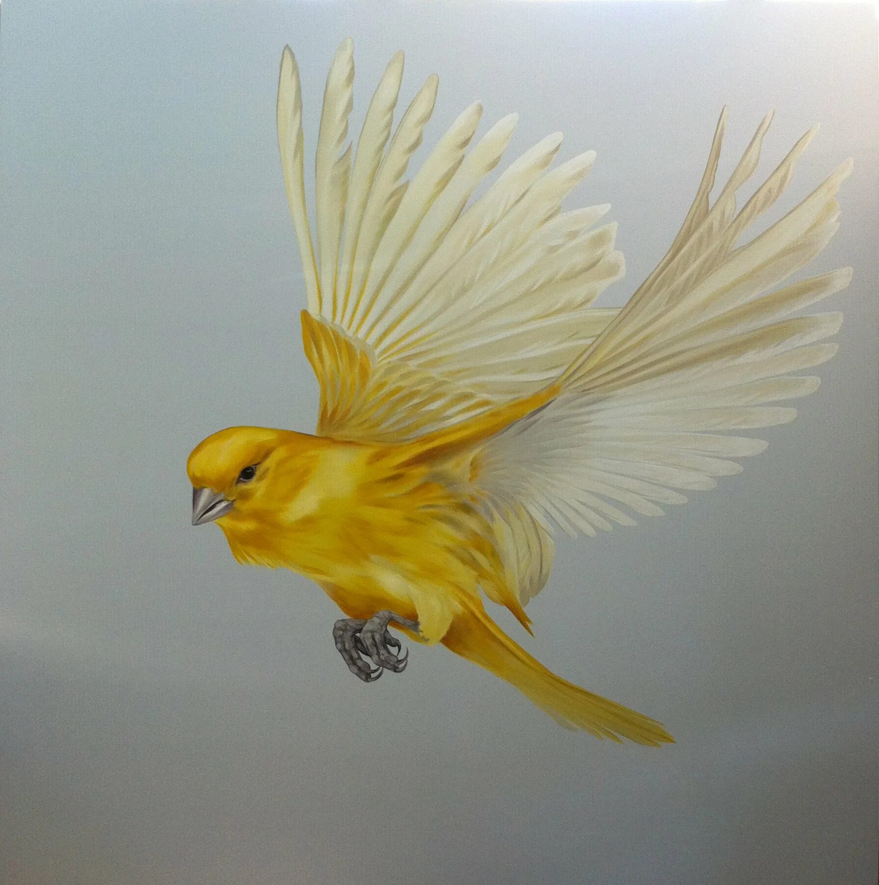 Золотые птицы 2. Канарейка кенар. Канарейка кенар желтый. Птичка кенар желтый. Певчая птичка канарейка.
