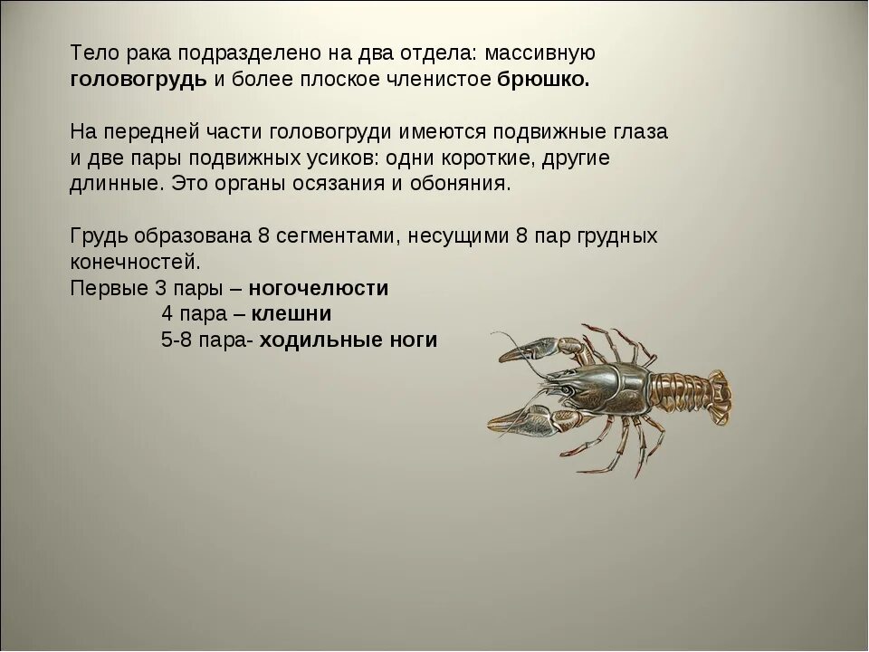 Рак речной тип животных. Тело подразделяется на два отдела: головогрудь и брюшко.. членистое брюшко. у ракообразных тело подразделено на. головогрудь и членистое брюшко.