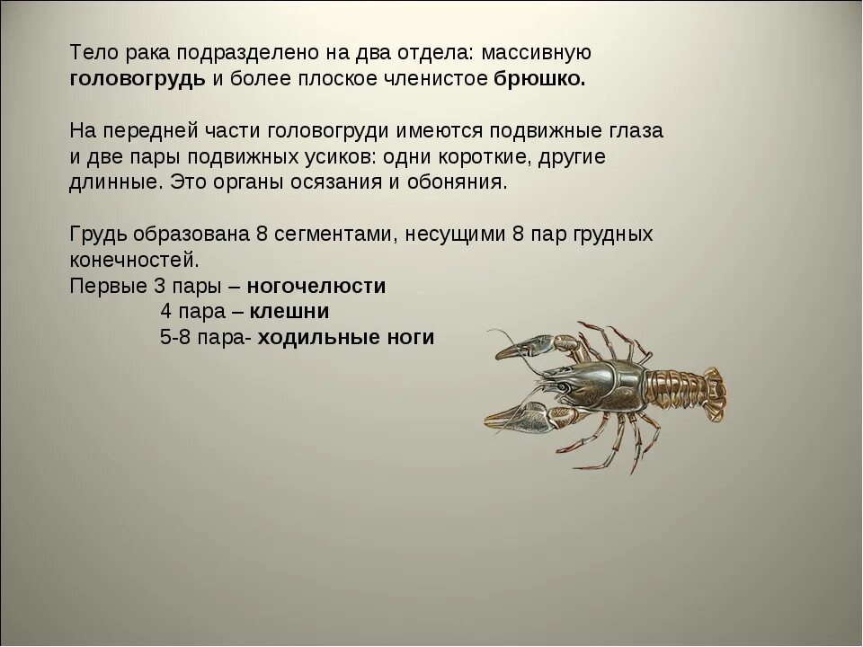 Членистое брюшко. Речной рак: форма тела и Покров. На голове две пары членистых усиков у ракообразных. Тело Омара состоит из головогруди и членистого брюшка. Речной рак головогрудь брюшко