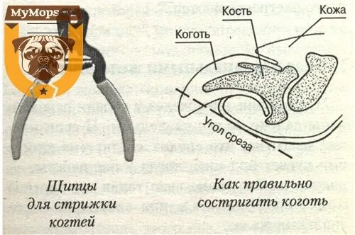 Остричь как пишется. Схема стрижки когтей у собак. Как правильно стричь когти. Как правильно стричь когти собаке. Как правильно стричь ногти собаке.