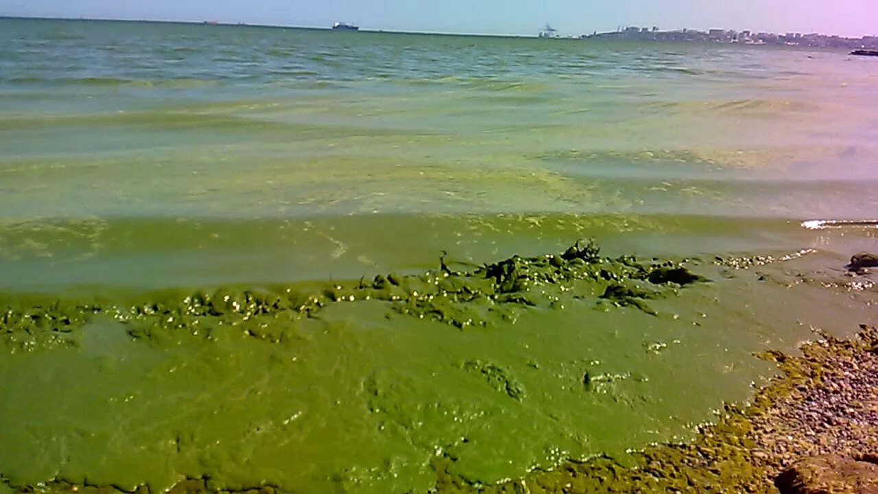 А жизнь мутная вода волна туда. Загрязнение Азовского моря. Загрязненное Азовское море. Одесса грязное море. Одесса загрязнение моря.