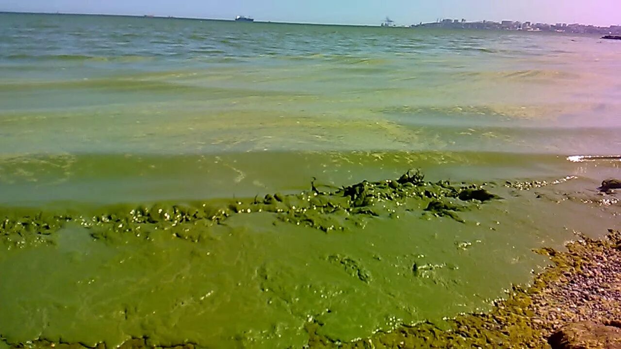 Черное море самое грязное. Грязное черное море. Международный день черного моря 31 октября. Грязное море. Грязный пляж.