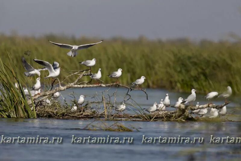 обитатели реки дон. какая рыба водится в реке дон. рыбы обитающие в дону. рыбы донского края. тростник обыкновенный камыш озерный.