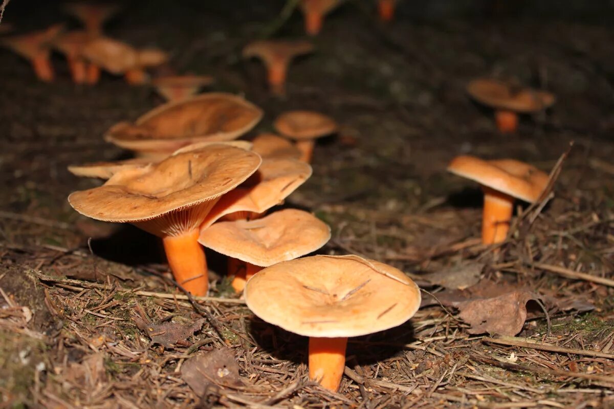 Осень рыжики. Рыжик Сосновый. Грибы в лесу рыжики. Еловик гриб. Рыжик (гриб) грибы.