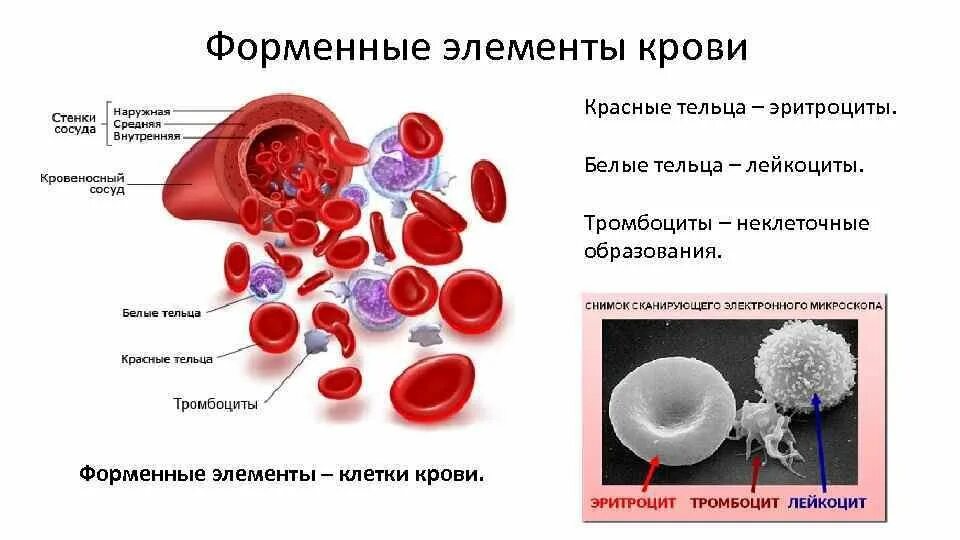 Элементы белой крови