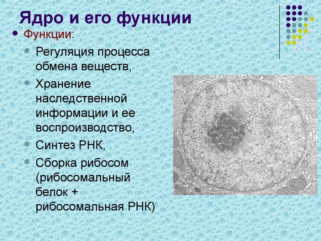 Ядрышко строение и функции. Ядрышко строение и функции