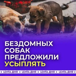 Собак предложила