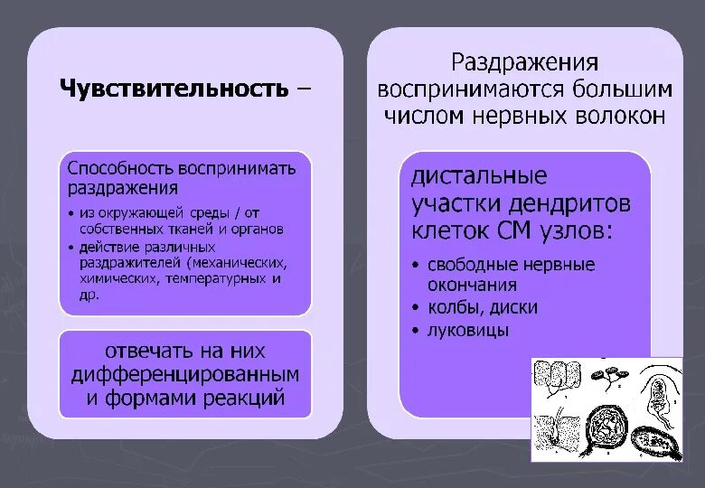 Чувствительное образование воспринимающее раздражение. Что такое чувствительность кратко. чем воспринимается раздражение. чувствительность это в психологии. способность клеток воспринимать раздражение..