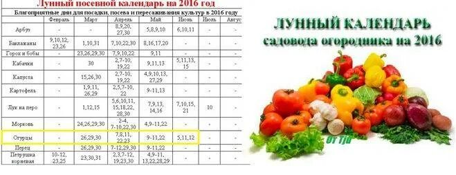 Посадка огурцов в открытый грунт в мае по лунному календарю. Календарь посадки огурцов. Лунный календарь для посадки огурцов. Посадка огурцов по лунному календарю. Посадка огурцов на рассаду в 2024г