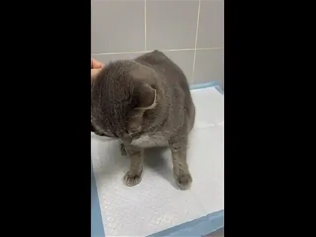 Рвота у котенка 2 месяца