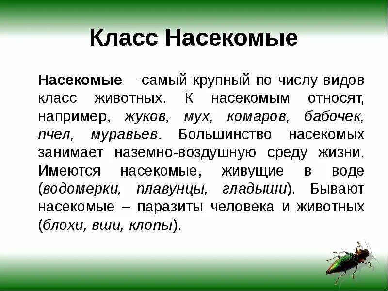 Сообщение класс насекомых. Доклад про насекомых 1 класс окружающий мир. доклад на тему насекомые 3 класс окружающий мир. краткий конспект по биологии 7 класс класс насекомые. доклад о насекомом 1 класс.
