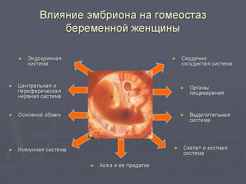 Физиологические изменения беременной