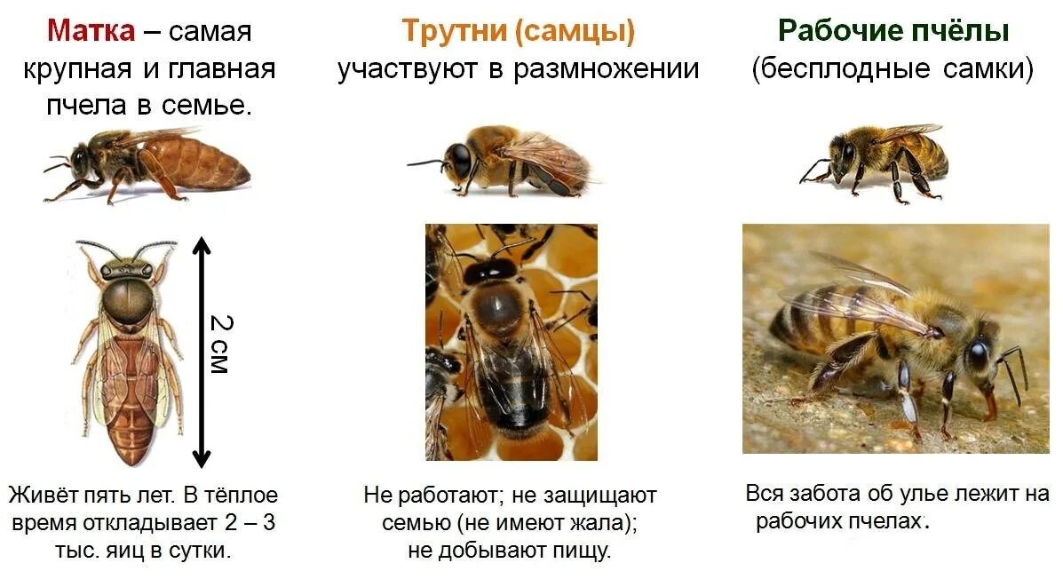 Как отличить матку. Состав пчелиной семьи схема. Структура пчелиной семьи схема. Иерархия пчелиной семьи схема. Пчелиная семья схема.