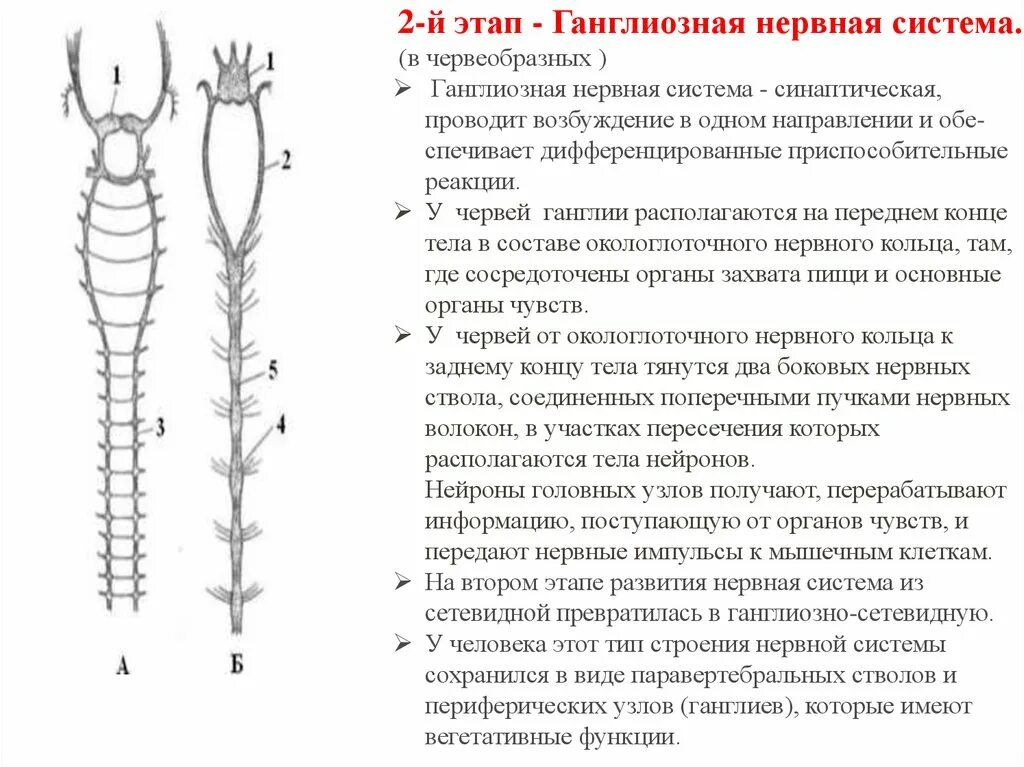 Филогенез нервной системы сетчатая нервная система. Ганглиозный Тип нервной системы. Строение Узловой нервной системы. Ганглиалярная нервная система.